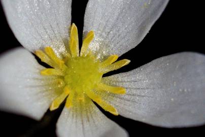 Fotografia da espécie Ranunculus ololeucos var. ololeucos