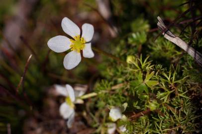 Fotografia da espécie Ranunculus ololeucos var. ololeucos