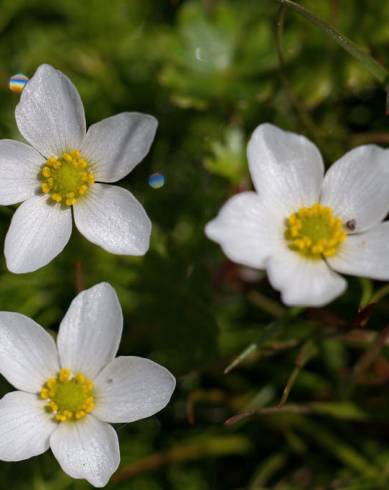 Fotografia de capa Ranunculus ololeucos var. ololeucos - do Jardim Botânico