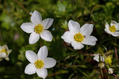 Fotografia da espécie Ranunculus ololeucos var. ololeucos