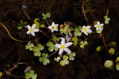 Fotografia da espécie Ranunculus ololeucos var. ololeucos