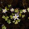 Fotografia 7 da espécie Ranunculus ololeucos var. ololeucos do Jardim Botânico UTAD