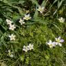 Fotografia 8 da espécie Ranunculus ololeucos var. ololeucos do Jardim Botânico UTAD