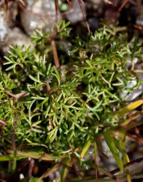 Fotografia 10 da espécie Ranunculus ololeucos var. ololeucos no Jardim Botânico UTAD