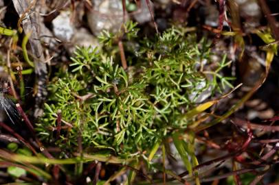 Fotografia da espécie Ranunculus ololeucos var. ololeucos