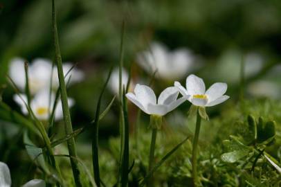 Fotografia da espécie Ranunculus ololeucos var. ololeucos