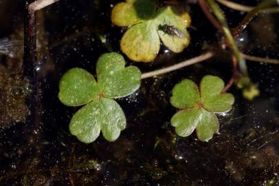 Fotografia da espécie Ranunculus ololeucos var. ololeucos