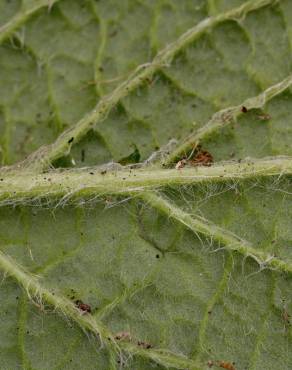 Fotografia 6 da espécie Pulicaria odora no Jardim Botânico UTAD