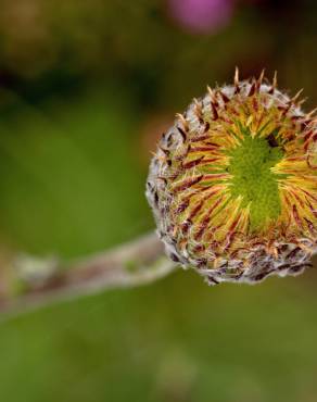 Fotografia 13 da espécie Pulicaria odora no Jardim Botânico UTAD