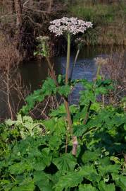 Fotografia da espécie Heracleum sphondylium subesp. granatense