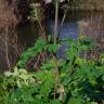 Fotografia 5 da espécie Heracleum sphondylium subesp. granatense do Jardim Botânico UTAD