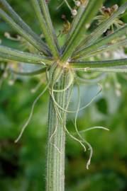 Fotografia da espécie Heracleum sphondylium subesp. granatense