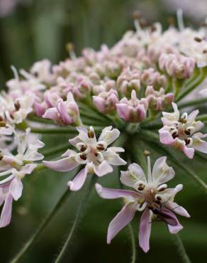 Fotografia 1 da espécie Heracleum sphondylium subesp. granatense no Jardim Botânico UTAD