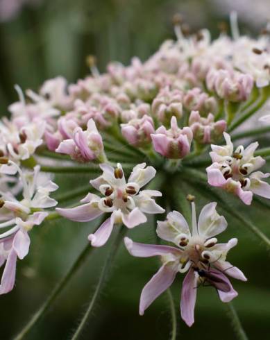 Fotografia de capa Heracleum sphondylium subesp. granatense - do Jardim Botânico