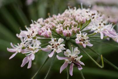 Fotografia da espécie Heracleum sphondylium subesp. granatense