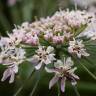 Fotografia 1 da espécie Heracleum sphondylium subesp. granatense do Jardim Botânico UTAD
