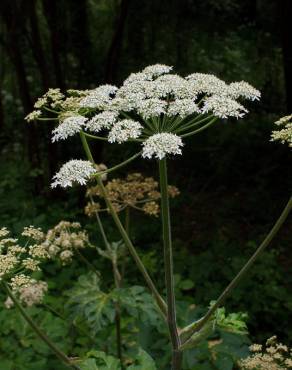 Fotografia 7 da espécie Heracleum sphondylium subesp. granatense no Jardim Botânico UTAD