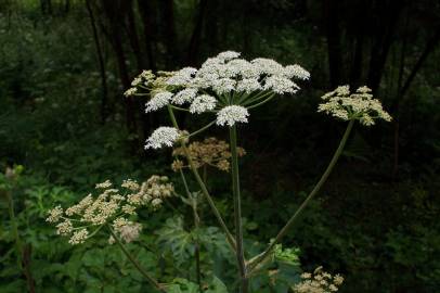 Fotografia da espécie Heracleum sphondylium subesp. granatense