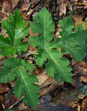 Fotografia 8 da espécie Heracleum sphondylium subesp. granatense no Jardim Botânico UTAD