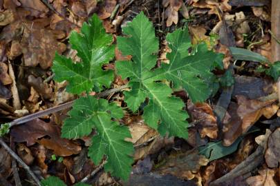 Fotografia da espécie Heracleum sphondylium subesp. granatense