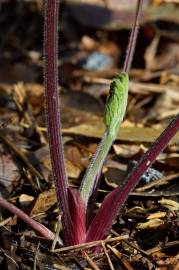 Fotografia da espécie Heracleum sphondylium subesp. granatense