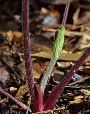 Fotografia 9 da espécie Heracleum sphondylium subesp. granatense no Jardim Botânico UTAD