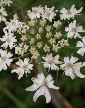 Fotografia 10 da espécie Heracleum sphondylium subesp. granatense no Jardim Botânico UTAD