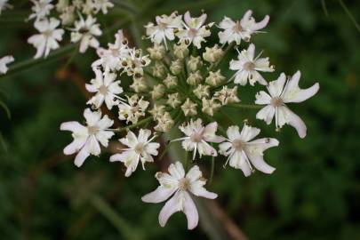 Fotografia da espécie Heracleum sphondylium subesp. granatense