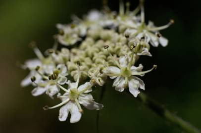 Fotografia da espécie Heracleum sphondylium subesp. granatense