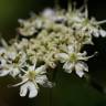 Fotografia 12 da espécie Heracleum sphondylium subesp. granatense do Jardim Botânico UTAD