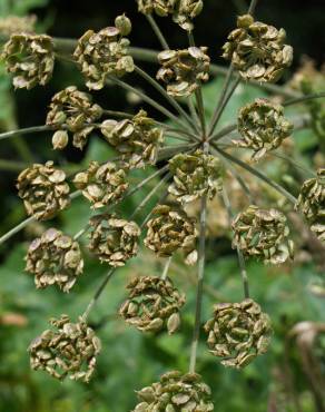 Fotografia 13 da espécie Heracleum sphondylium subesp. granatense no Jardim Botânico UTAD