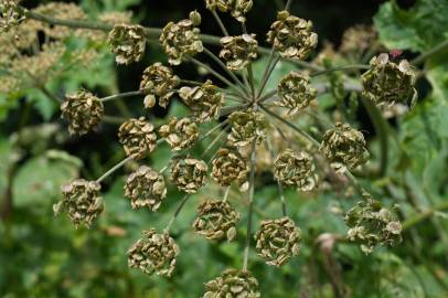 Fotografia da espécie Heracleum sphondylium subesp. granatense