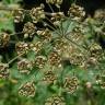 Fotografia 13 da espécie Heracleum sphondylium subesp. granatense do Jardim Botânico UTAD