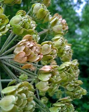 Fotografia 14 da espécie Heracleum sphondylium subesp. granatense no Jardim Botânico UTAD