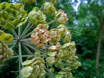 Fotografia da espécie Heracleum sphondylium subesp. granatense