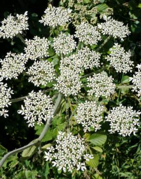 Fotografia 15 da espécie Heracleum sphondylium subesp. granatense no Jardim Botânico UTAD