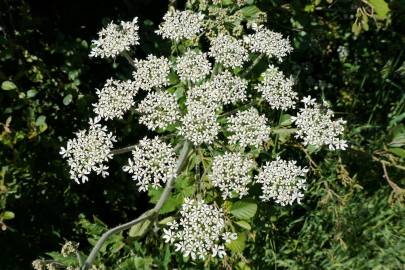 Fotografia da espécie Heracleum sphondylium subesp. granatense