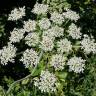 Fotografia 15 da espécie Heracleum sphondylium subesp. granatense do Jardim Botânico UTAD