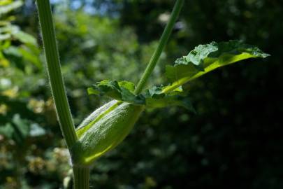 Fotografia da espécie Heracleum sphondylium subesp. granatense