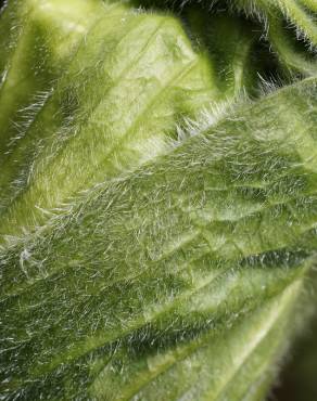 Fotografia 17 da espécie Heracleum sphondylium subesp. granatense no Jardim Botânico UTAD