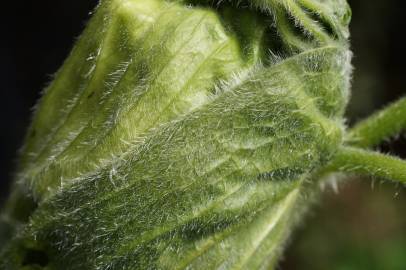 Fotografia da espécie Heracleum sphondylium subesp. granatense