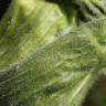 Fotografia 17 da espécie Heracleum sphondylium subesp. granatense do Jardim Botânico UTAD