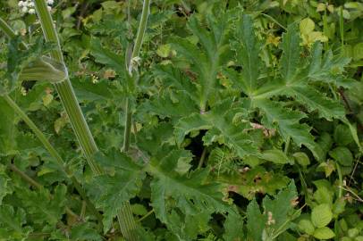 Fotografia da espécie Heracleum sphondylium subesp. granatense