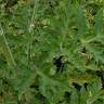 Fotografia 18 da espécie Heracleum sphondylium subesp. granatense do Jardim Botânico UTAD
