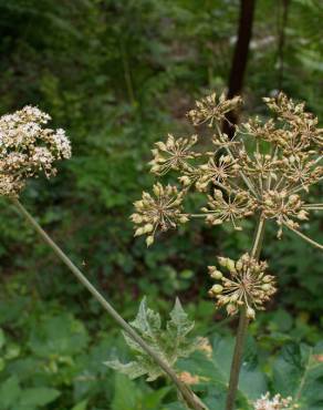 Fotografia 19 da espécie Heracleum sphondylium subesp. granatense no Jardim Botânico UTAD