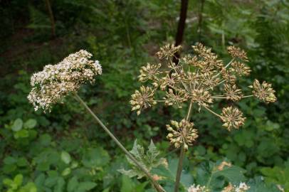 Fotografia da espécie Heracleum sphondylium subesp. granatense