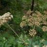 Fotografia 19 da espécie Heracleum sphondylium subesp. granatense do Jardim Botânico UTAD