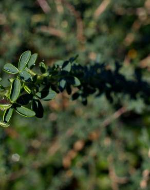 Fotografia 11 da espécie Adenocarpus lainzii no Jardim Botânico UTAD