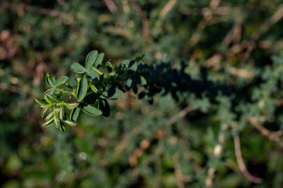 Fotografia da espécie Adenocarpus lainzii