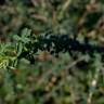 Fotografia 11 da espécie Adenocarpus lainzii do Jardim Botânico UTAD